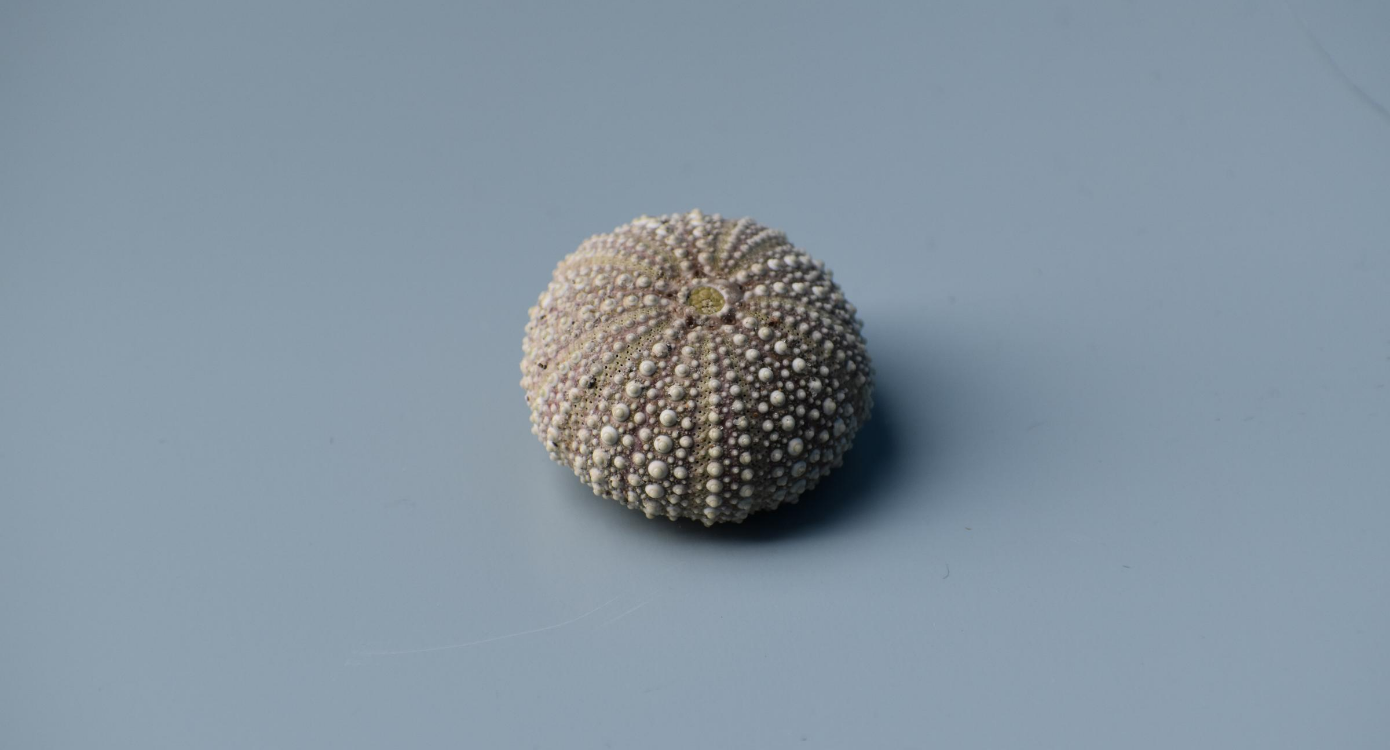 A sea urchin shell on a blue background 