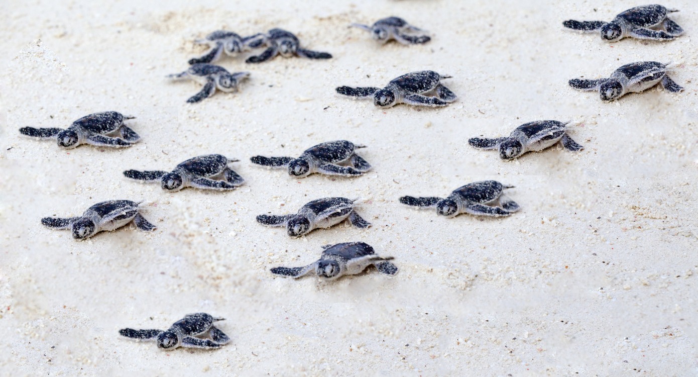 Loggerhead sea turtles migrating from the sand to water, representing companies slowly migrating to GA4 early.